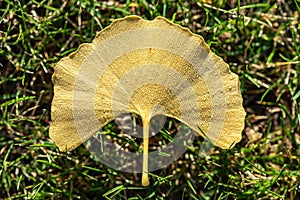 Close up of water drops on dry leave background