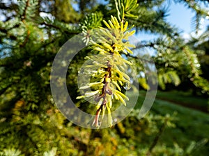 Close up of water drops on evergreen pine needles early in the morning after rain