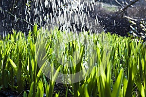 Close up, macro of dew drops on blades of fresh grass, morning rays of sun, water saving and green concept, save planet, blurred