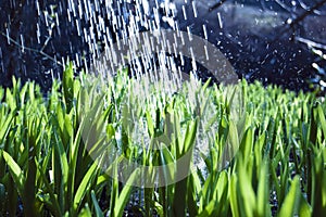 Close up, macro of dew drops on blades of fresh grass, morning rays of sun, water saving and green concept, save planet, blurred