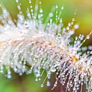 Close-up water drops on grass flowers