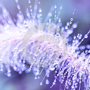 Close-up water drops on grass flowers