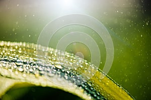 Close up Water drops pattern over in morning on leaf