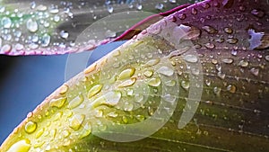 Close up of water drops on red green leaves of cordyline fruticosa plant in a blurred background. Concept of nature freshness.