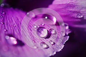 Close up Water drops on Viola flowers in japanese garden