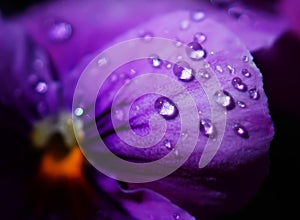 Close up Water drops on Viola flowers in japanese garden