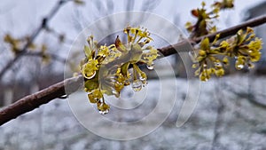 Close up water drops on yellow flowers of Cornus mas, Cornel or dogwood