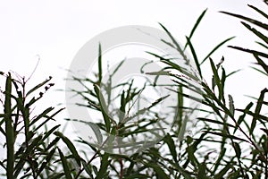 Close-up of water grass plant against sky.