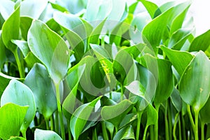 Close-up water hyacinth background. Free-floating tropical American water plant. Ornamental and in some warmer regions has become