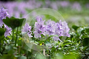 Close up water hyacinth flower fields bloom colorful purple.