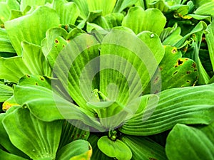 Close up of water hyacinth leaves photo