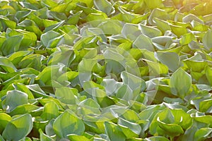 Close up water Hyacinth leaves growing in a water