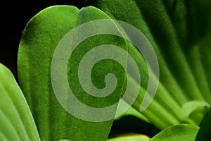 Close up of Water lettuce, green petals of water lettuce, beautiful nature background