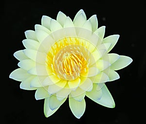 Close up of water lilly.