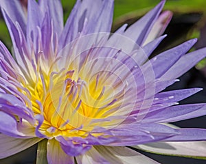 Close up of water lilly.