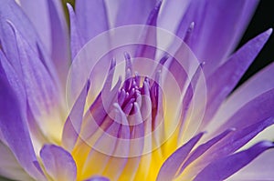 Close up of water lilly.