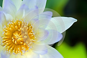 Close up of water lilly.