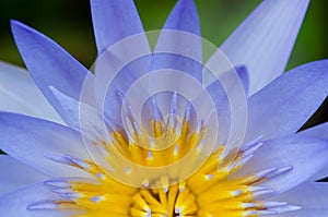 Close up of water lilly.