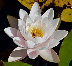 Close up of a water lily