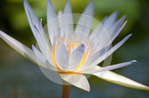 Close-up of water lily blooming towards sun