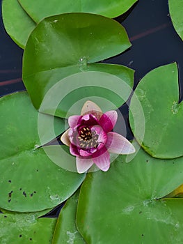 Close up of water lily or Nymphaea odorata