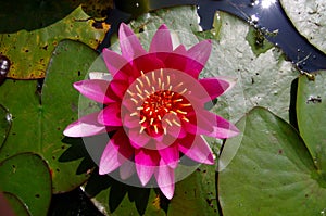 A close up of a water lily