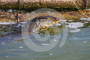 Close up Water monitor lizard