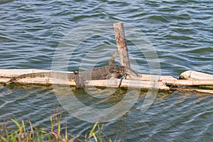 Close up Water monitor lizard