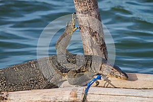 Close up Water monitor lizard