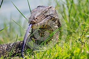 Close up Water monitor lizard