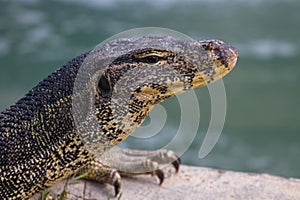 Close up Water monitor lizard
