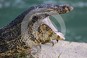 Close up Water monitor lizard