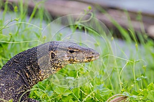 Close up Water monitor lizard