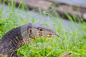 Close up Water monitor lizard