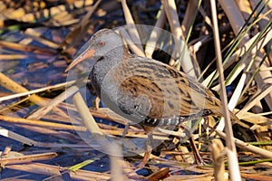 A wild Water Rail, Rallus aquaticus