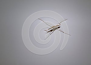 Close-up of water strider, gerridae, walking on water surface.