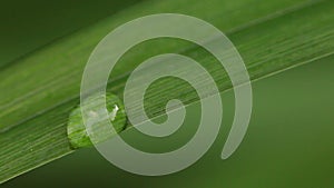 Close up of a waterdrop on a leaf