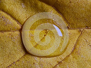 Close-up of a waterdrop on a yellow leaf