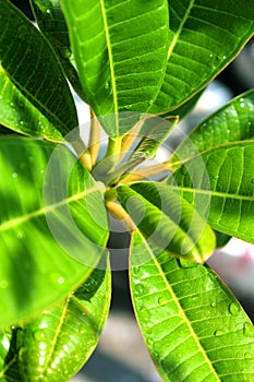 Close up waterdrops of the fresh green leaf