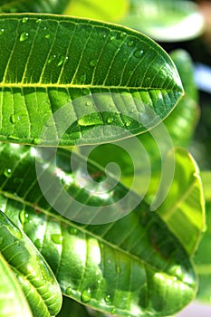 Close up waterdrops of the fresh green leaf