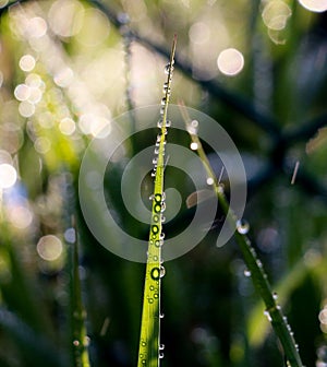 Close up of waterdrops