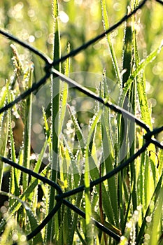 Close up of waterdrops