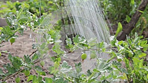 Close up watering the branch of a gooseberry bush with green berries.