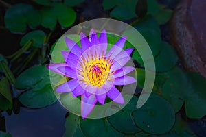 Close up waterlily or lotus flower on blur background.