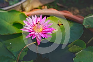 Close up waterlily or lotus flower on blur background.