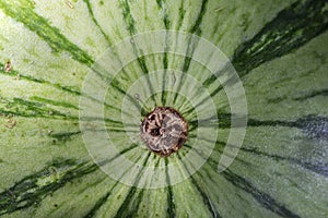 Close up of watermelon fruit, abstract , macro photography