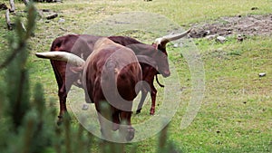 Close up on Watussi in the animal park