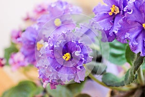 Close up of wavy violet saintpaulia flowers