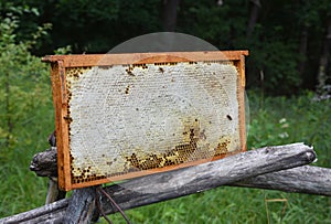 A close-up on a wax-sealed honeycomb frame with wildflower honey, wax cells on the wooden logs in a forest