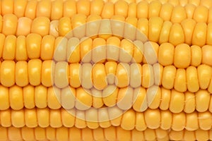 Close-up waxy corn kernel white and yellow on a white background. Gold yellow ripe maize close-up